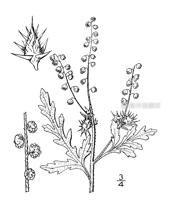 古董植物学插图：Gaertneria acanthicarpa，Hooker's Gaertneria